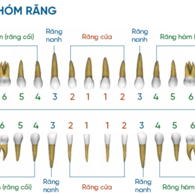 Các Nhóm Răng và Chức Năng