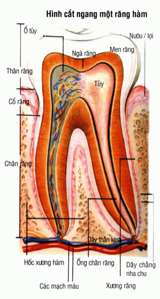 Vai trò của răng nanh trong Các Nhóm Răng và Chức Năng
