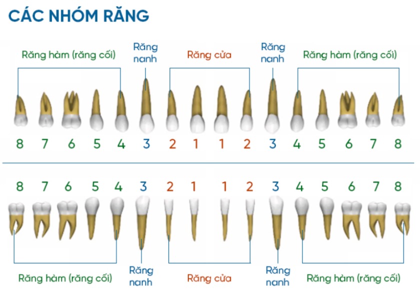 Các Nhóm Răng và Chức Năng của răng hàm lớn