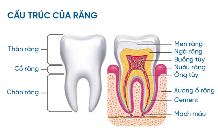 Cấu trúc của Răng bao gồm men ngà và tủy