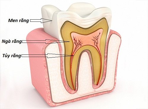 Chức năng của răng hàm nhỏ trong Các Nhóm Răng và Chức Năng