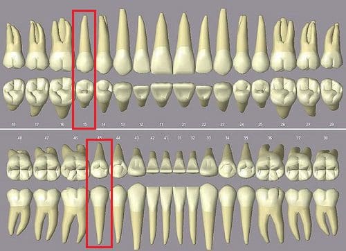Các loại răng khác nhau trong Cấu trúc của Răng